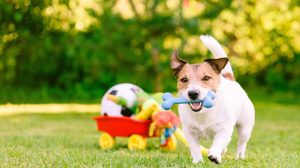 Fun Toys For Active Pets