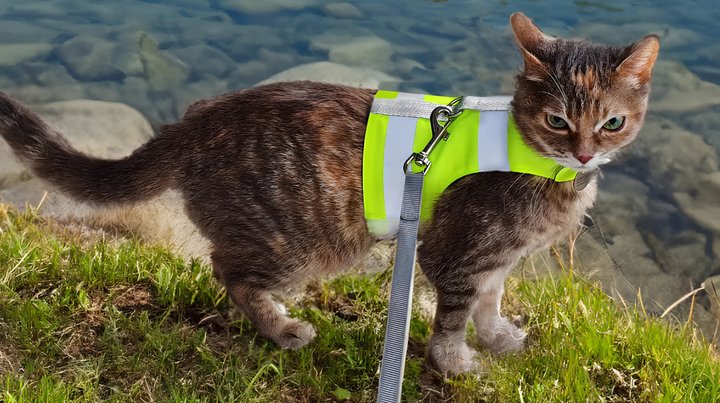 Safe Walks With Leashes