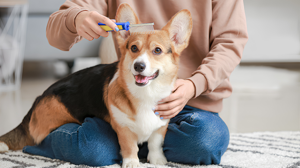 Simple Grooming For Healthy Pets